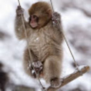 Meet your Posher, Lyne